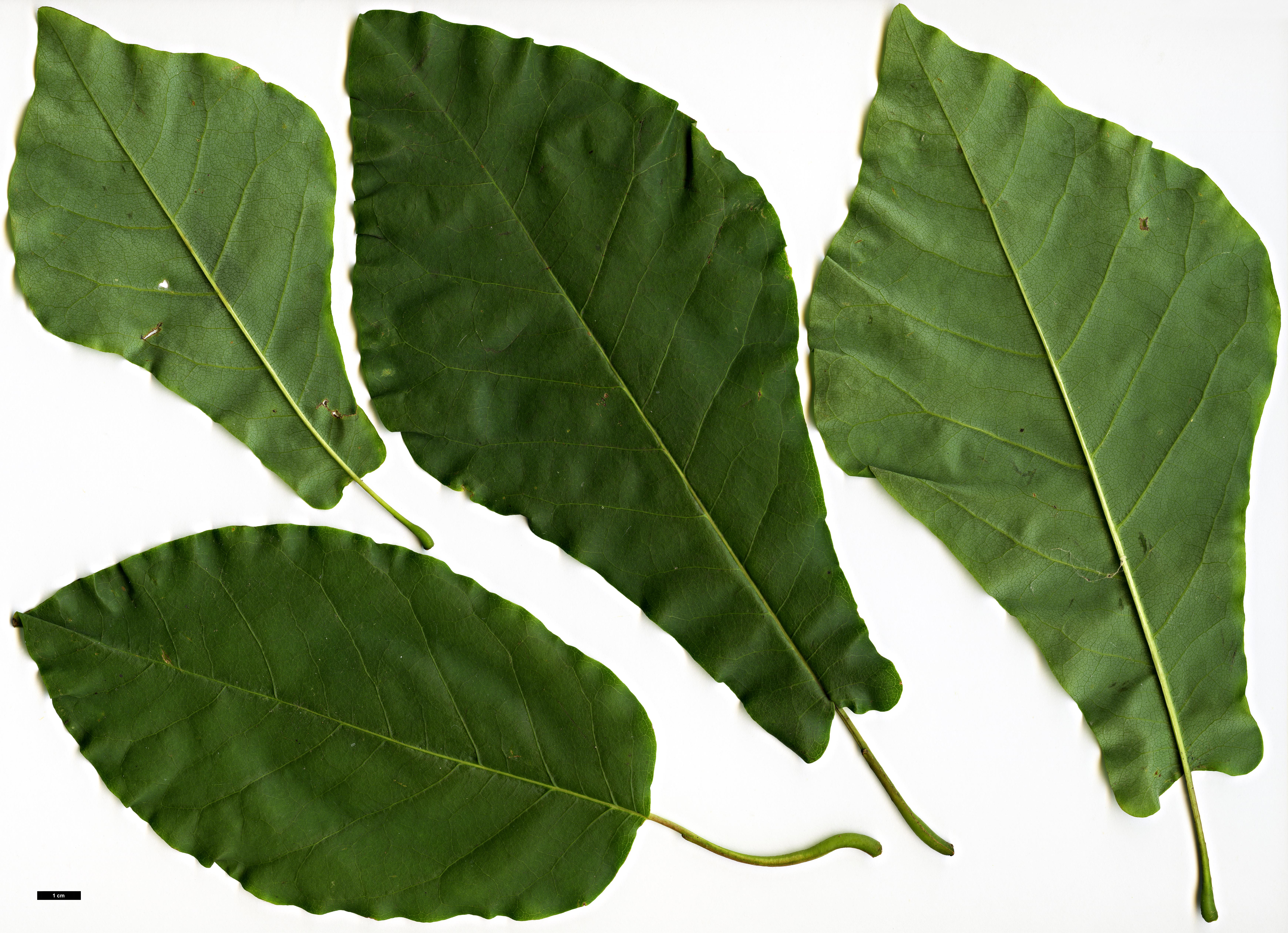 High resolution image: Family: Magnoliaceae - Genus: Magnolia - Taxon: fraseri - SpeciesSub: var. pyramidata High resolution image: Family: Magnoliaceae - Genus: Magnolia - Taxon: fraseri - SpeciesSub: var. pyramidata